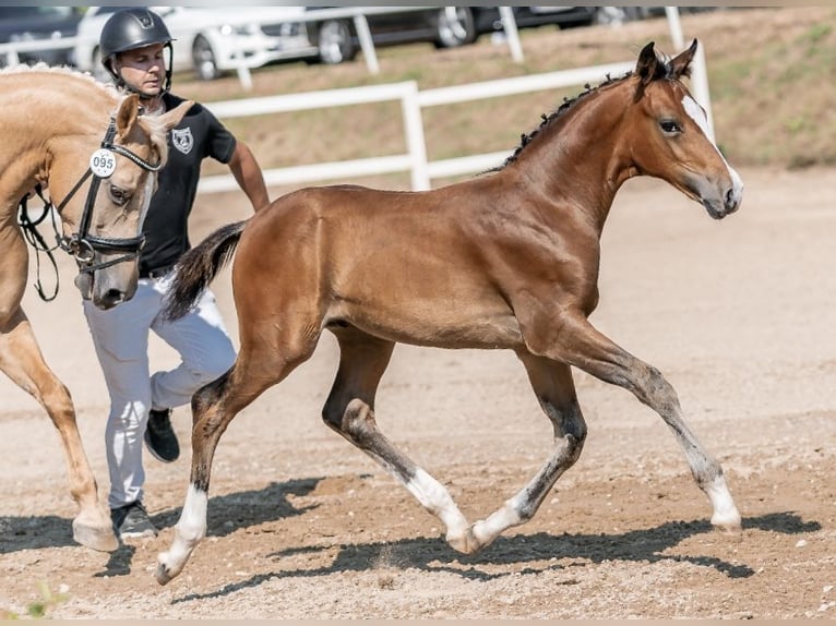 Deutsches Reitpony Hengst 1 Jahr 148 cm Brauner in Unterpetersdorf