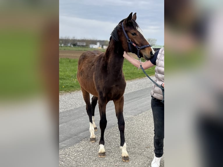 Deutsches Reitpony Hengst 1 Jahr 148 cm Brauner in Unterpetersdorf