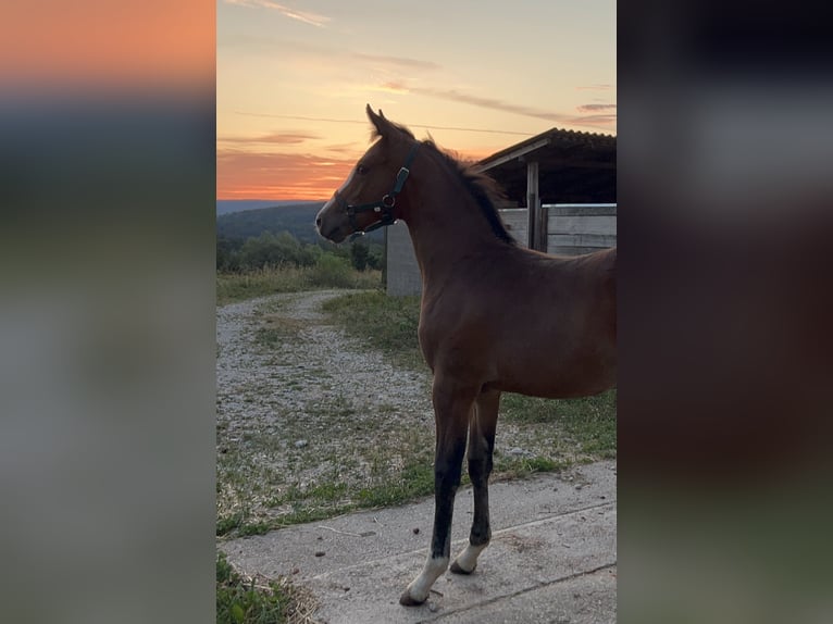 Deutsches Reitpony Hengst 1 Jahr 148 cm Brauner in Unterpetersdorf