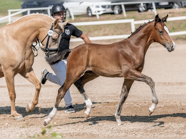 Deutsches Reitpony Hengst 1 Jahr 148 cm Brauner in Unterpetersdorf