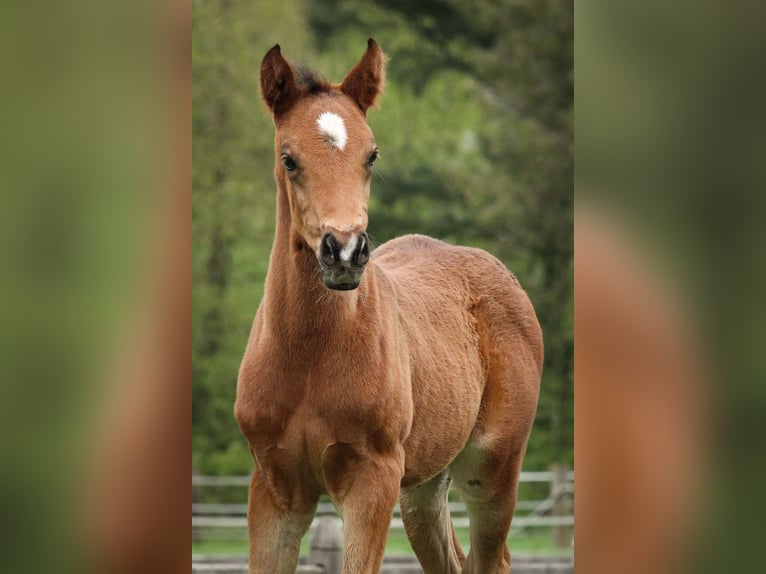 Deutsches Reitpony Hengst 1 Jahr 148 cm Brauner in Tonna