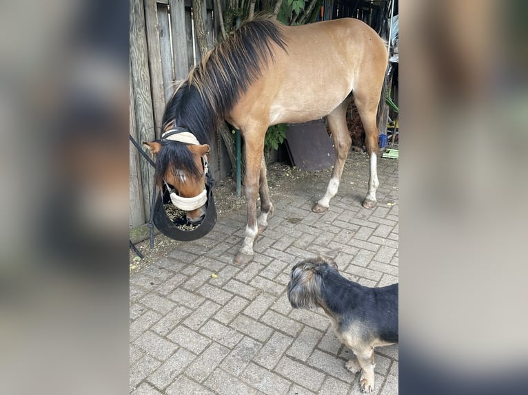 Deutsches Reitpony Hengst 1 Jahr 148 cm Buckskin in Pulheim