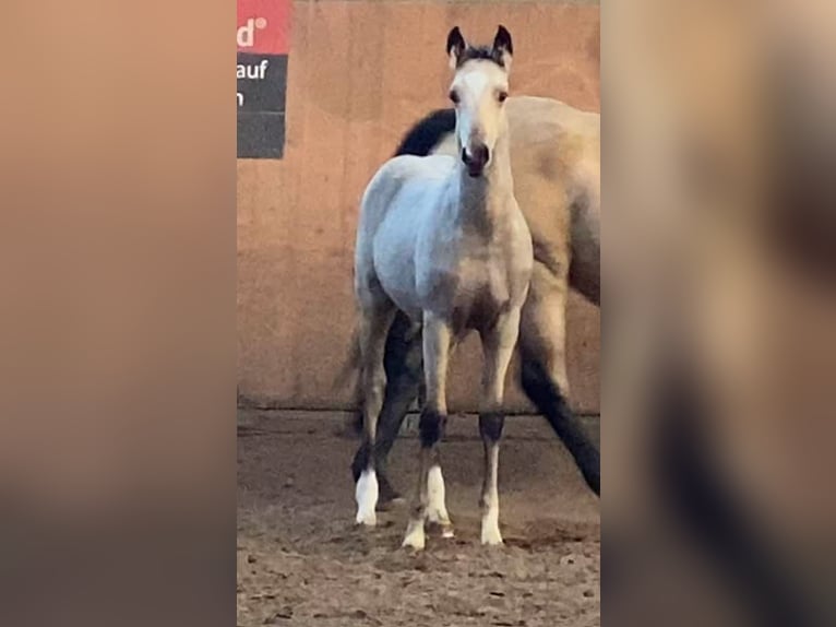 Deutsches Reitpony Hengst 1 Jahr 148 cm Buckskin in Achim