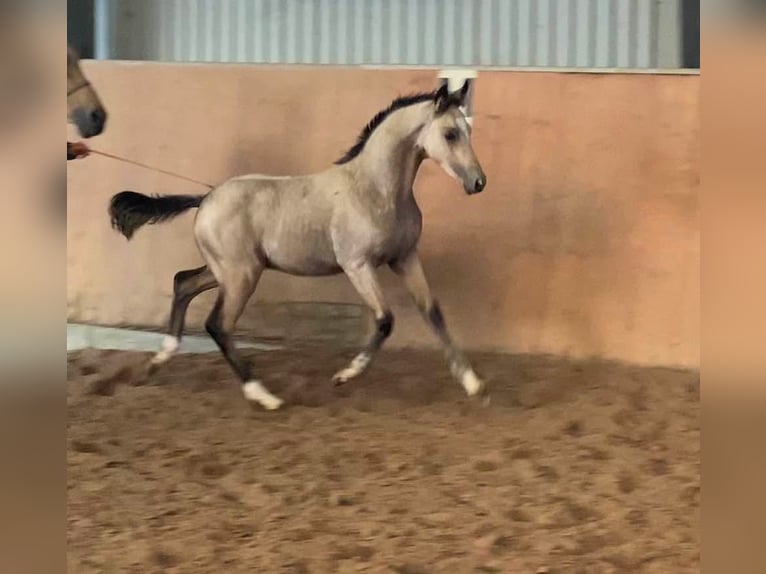 Deutsches Reitpony Hengst 1 Jahr 148 cm Buckskin in Achim