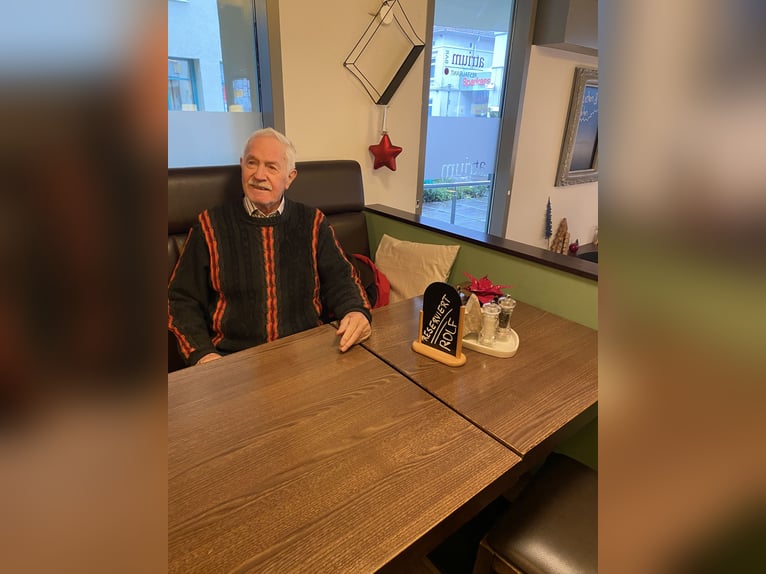 Deutsches Reitpony Hengst 1 Jahr 148 cm Buckskin in Achim