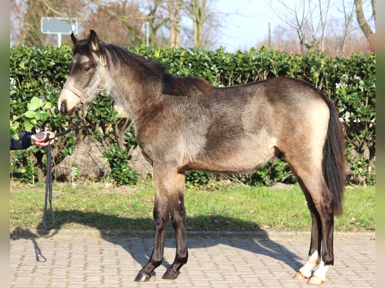 Deutsches Reitpony Hengst 1 Jahr 148 cm Buckskin in Selsingen