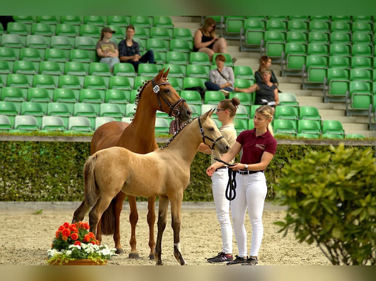 Deutsches Reitpony Hengst 1 Jahr 148 cm Buckskin in Syrau