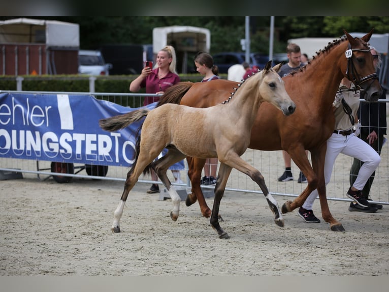 Deutsches Reitpony Hengst 1 Jahr 148 cm Buckskin in Syrau