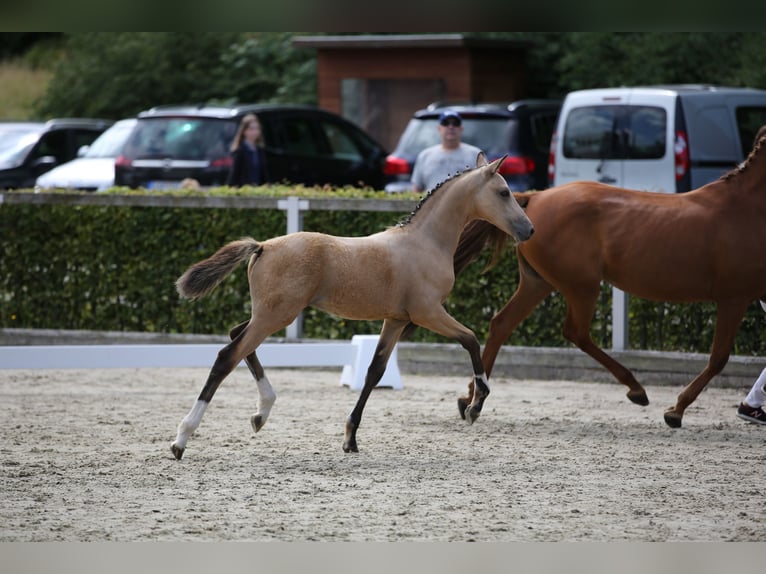 Deutsches Reitpony Hengst 1 Jahr 148 cm Buckskin in Syrau