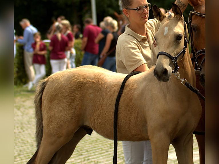 Deutsches Reitpony Hengst 1 Jahr 148 cm Buckskin in Syrau