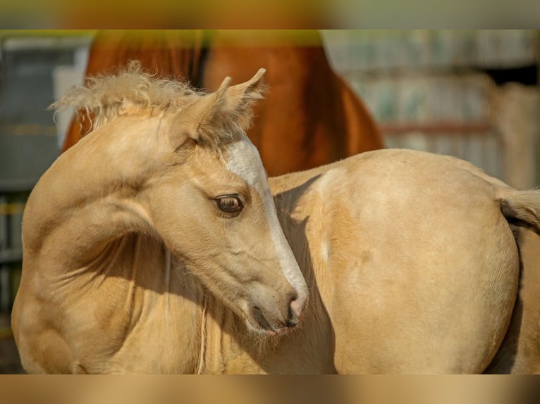 Deutsches Reitpony Hengst 1 Jahr 148 cm Cremello in Schuby