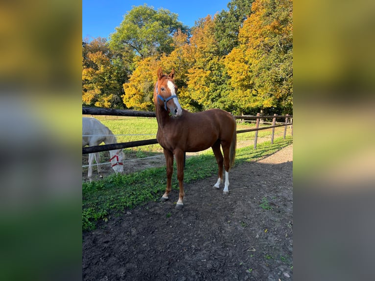 Deutsches Reitpony Hengst 1 Jahr 148 cm in Vienenburg