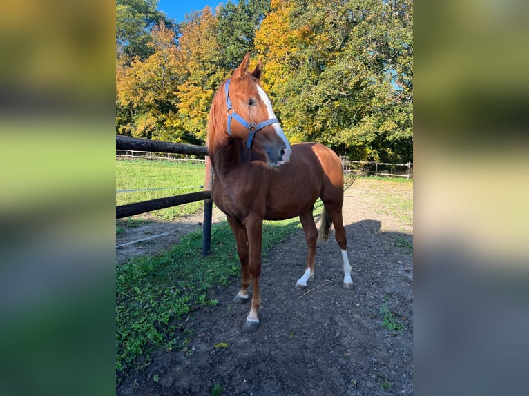 Deutsches Reitpony Hengst 1 Jahr 148 cm in Vienenburg