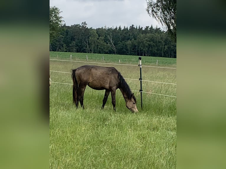 Deutsches Reitpony Hengst 1 Jahr 148 cm in Suhlendorf