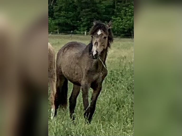 Deutsches Reitpony Hengst 1 Jahr 148 cm in Suhlendorf