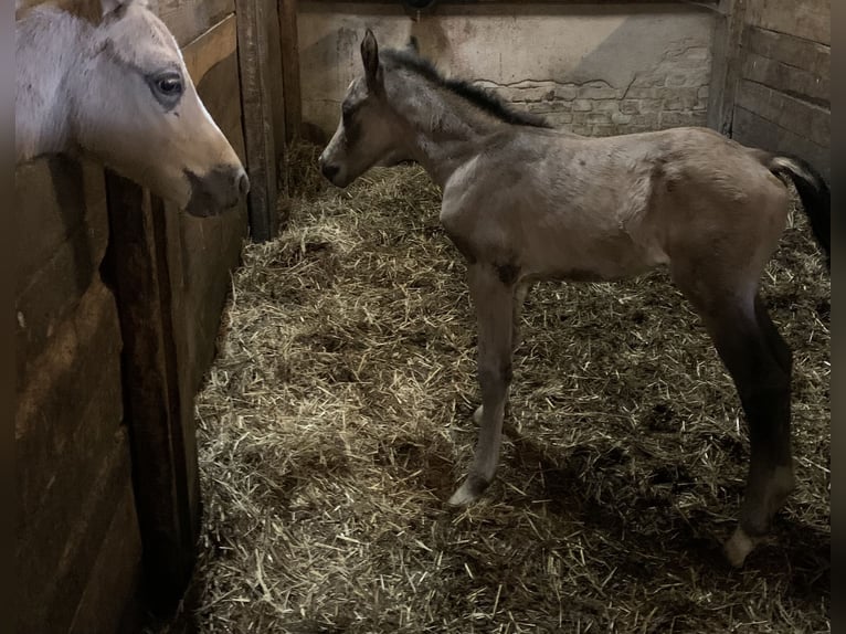 Deutsches Reitpony Hengst 1 Jahr 148 cm in Suhlendorf