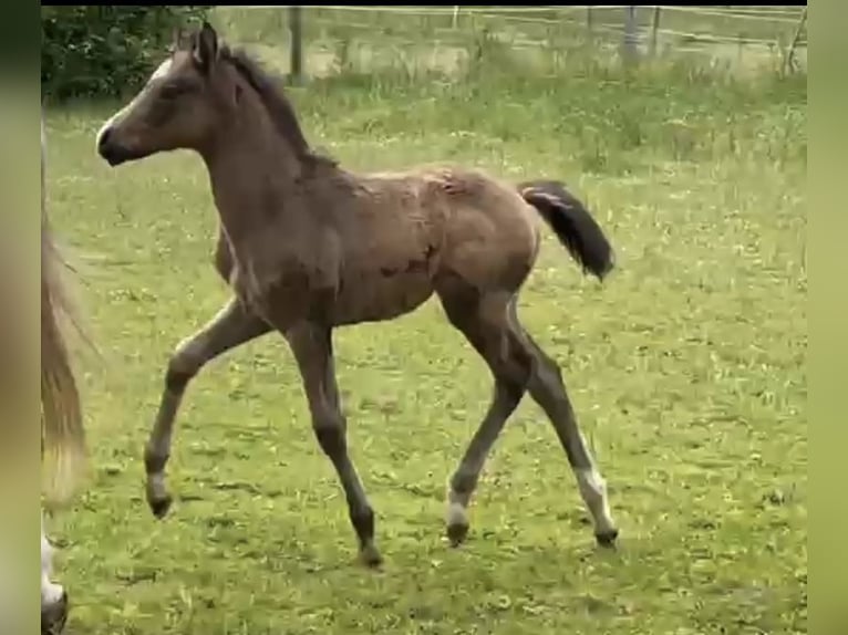 Deutsches Reitpony Hengst 1 Jahr 148 cm in Suhlendorf