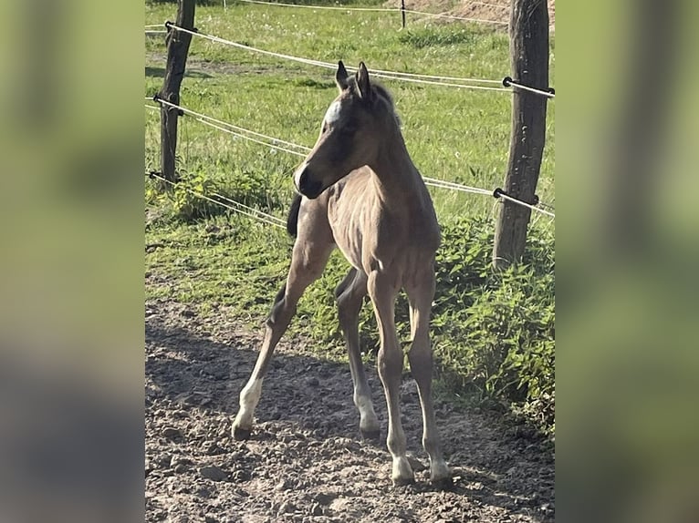 Deutsches Reitpony Hengst 1 Jahr 148 cm in Suhlendorf