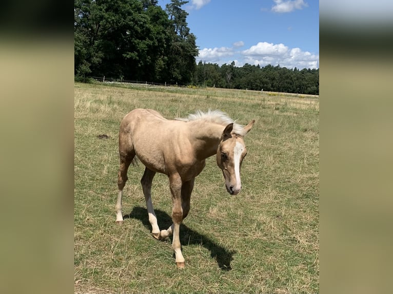 Deutsches Reitpony Hengst 1 Jahr 148 cm in Suhlendorf