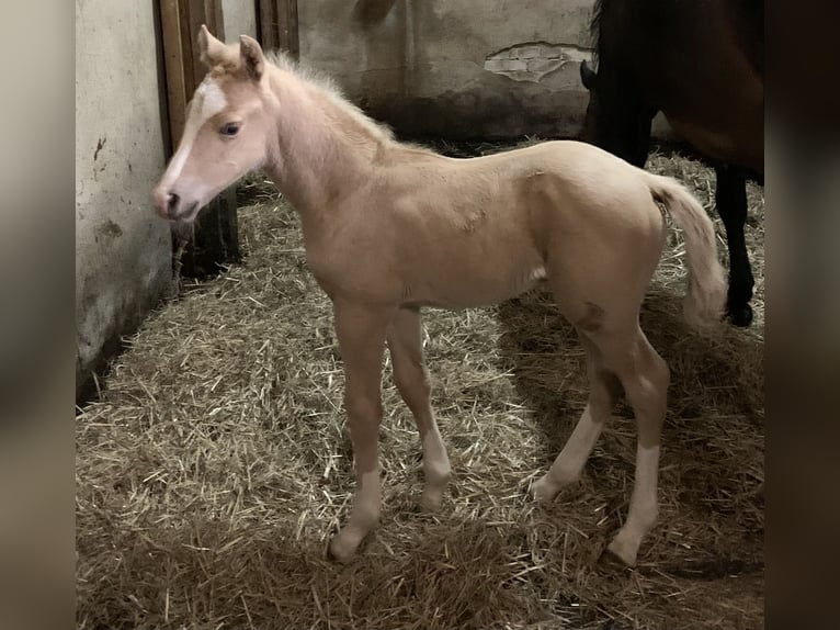 Deutsches Reitpony Hengst 1 Jahr 148 cm in Suhlendorf