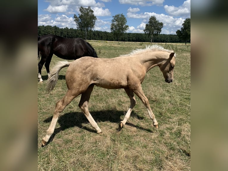 Deutsches Reitpony Hengst 1 Jahr 148 cm in Suhlendorf