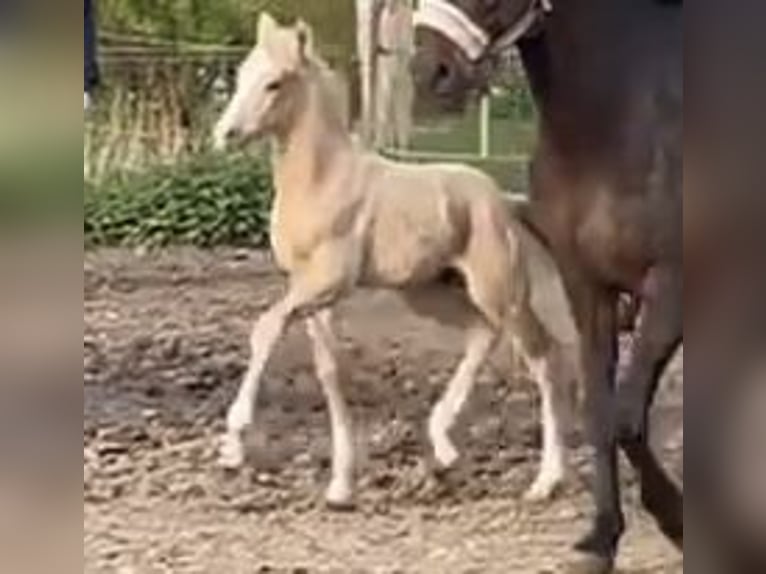 Deutsches Reitpony Hengst 1 Jahr 148 cm in Suhlendorf