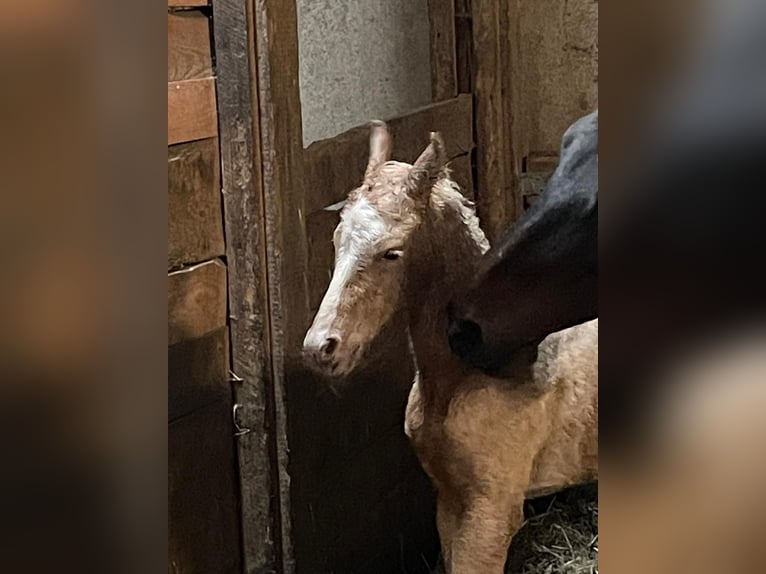 Deutsches Reitpony Hengst 1 Jahr 148 cm in Suhlendorf