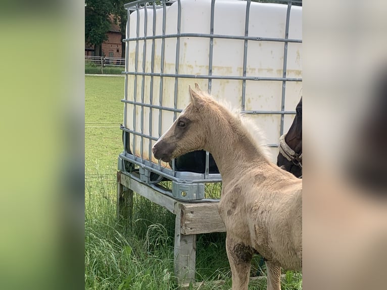 Deutsches Reitpony Hengst 1 Jahr 148 cm in Suhlendorf