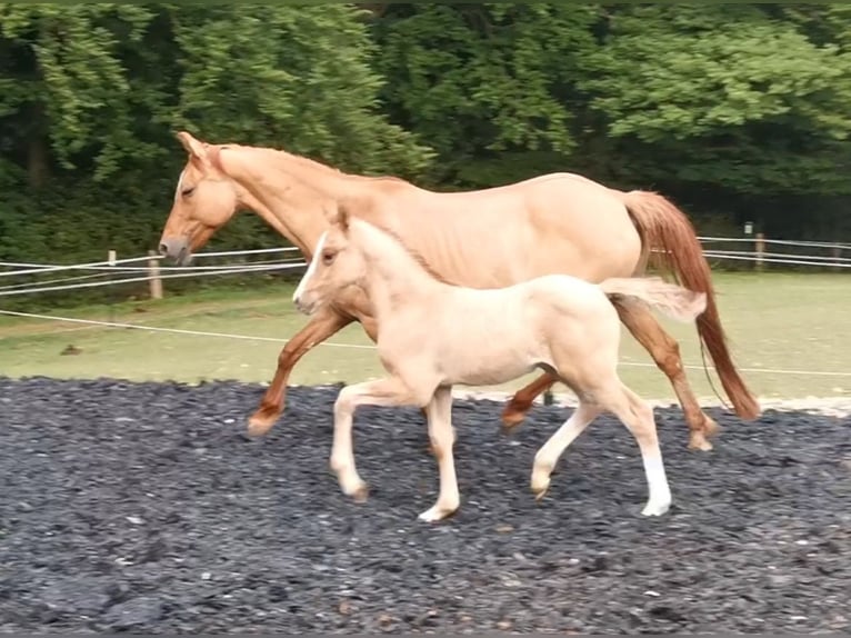 Deutsches Reitpony Hengst 1 Jahr 148 cm  in Hattingen