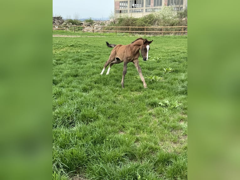 Deutsches Reitpony Hengst 1 Jahr 148 cm Dunkelfuchs in Hillersleben