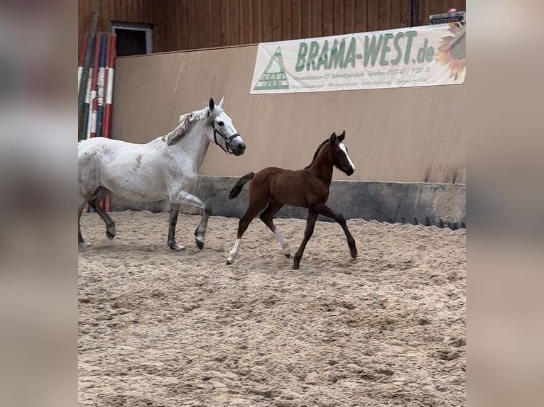 Deutsches Reitpony Hengst 1 Jahr 148 cm Dunkelfuchs in Hillersleben