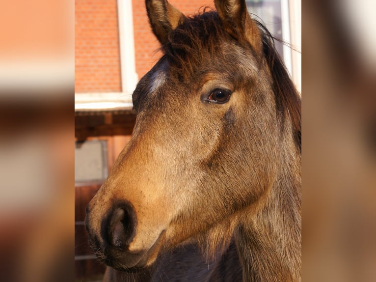 Deutsches Reitpony Hengst 1 Jahr 148 cm Falbe in Velpke