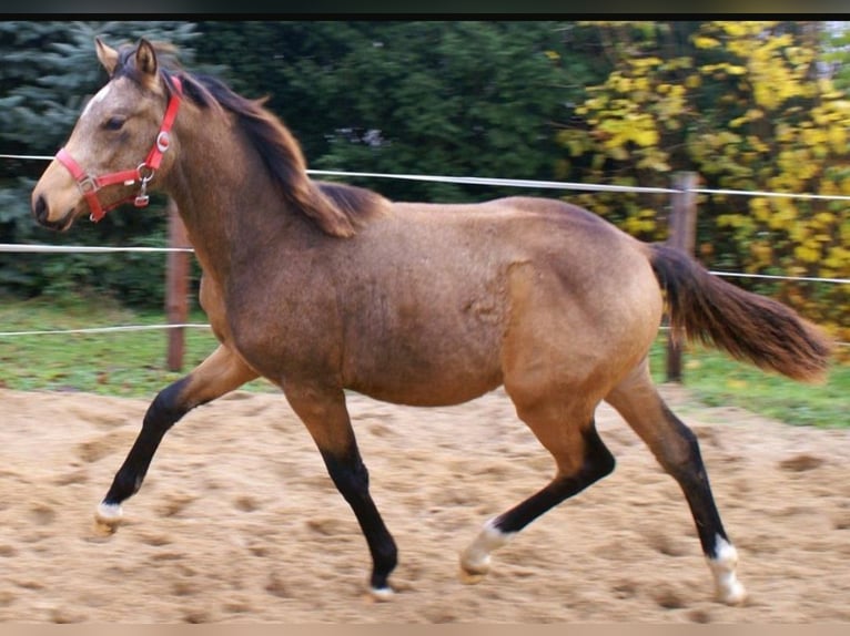 Deutsches Reitpony Hengst 1 Jahr 148 cm Falbe in Velpke