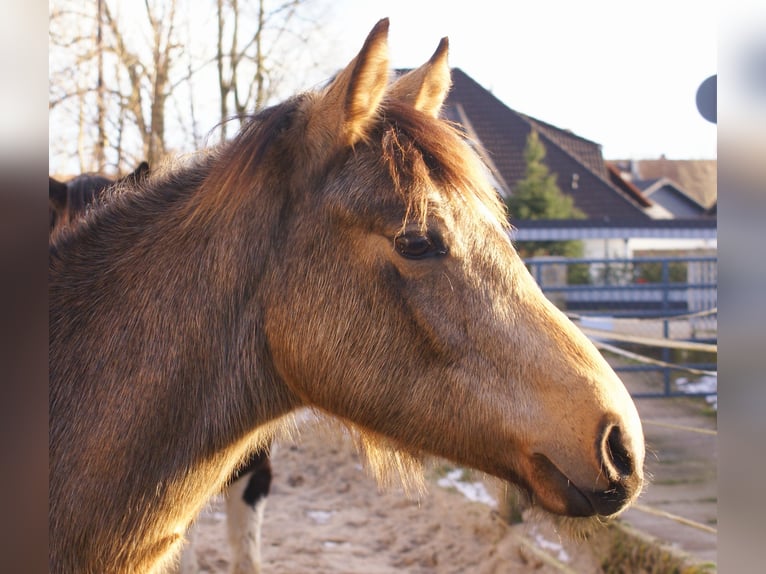 Deutsches Reitpony Hengst 1 Jahr 148 cm Falbe in Velpke