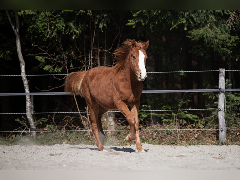 Deutsches Reitpony Hengst 1 Jahr 148 cm Fuchs in Heimenkirch