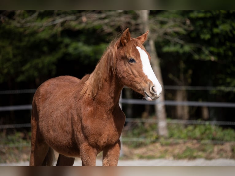 Deutsches Reitpony Hengst 1 Jahr 148 cm Fuchs in Heimenkirch