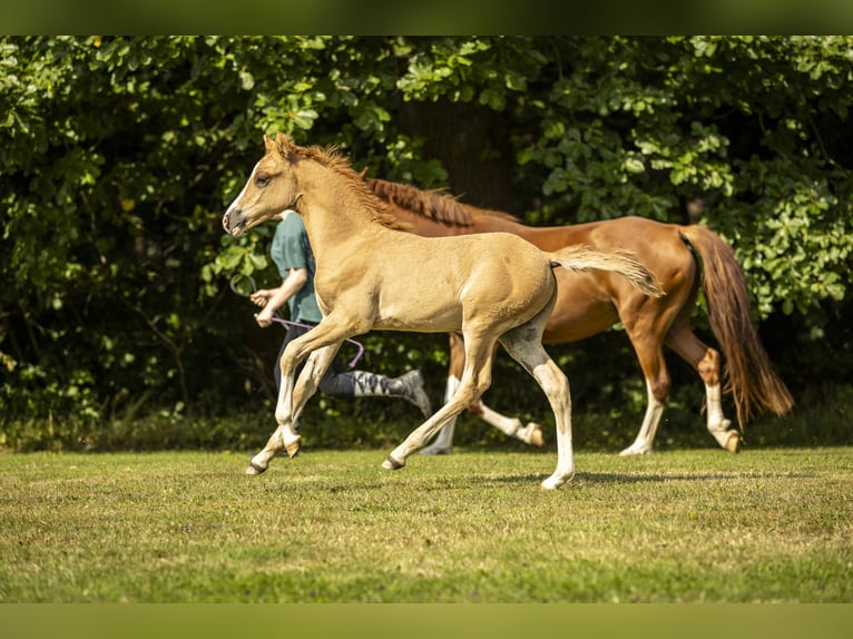 Deutsches Reitpony Hengst 1 Jahr 148 cm Fuchs in Bad Zwesten