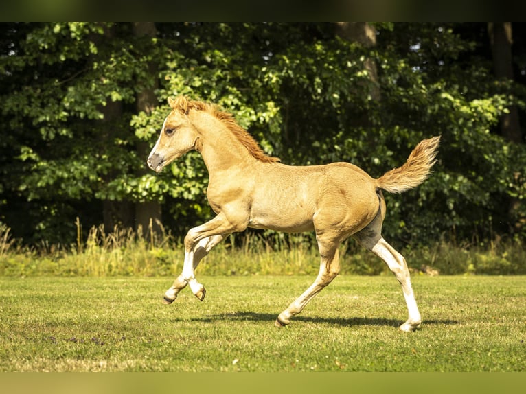 Deutsches Reitpony Hengst 1 Jahr 148 cm Fuchs in Bad Zwesten