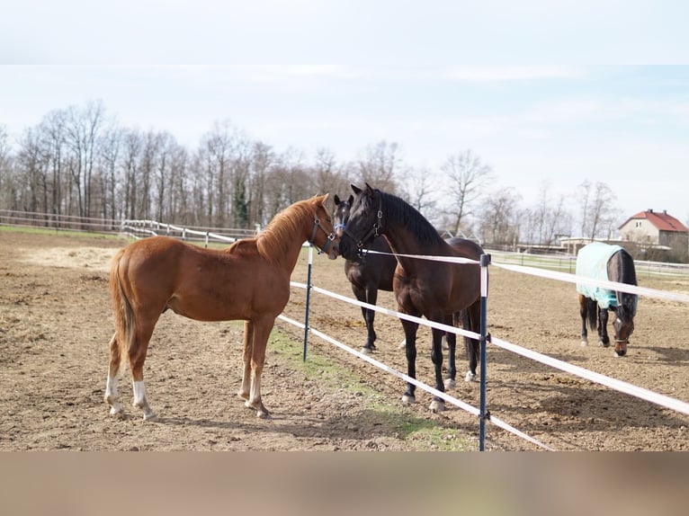 Deutsches Reitpony Hengst 1 Jahr 148 cm Fuchs in Dresden