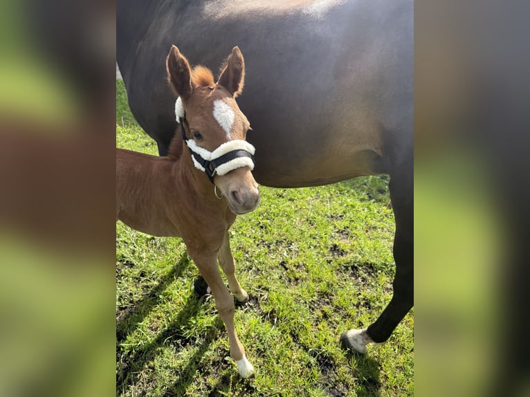 Deutsches Reitpony Hengst 1 Jahr 148 cm Fuchs in Stralsund