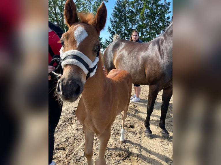 Deutsches Reitpony Hengst 1 Jahr 148 cm Fuchs in Stralsund