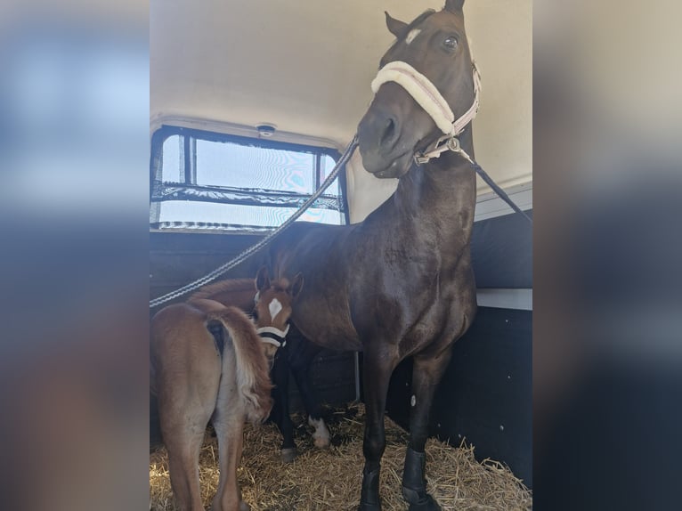 Deutsches Reitpony Hengst 1 Jahr 148 cm Fuchs in Stralsund