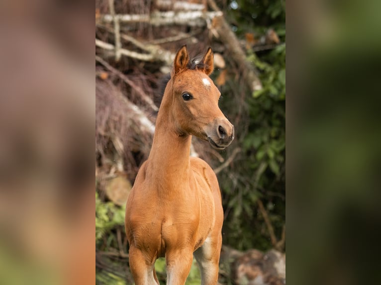 Deutsches Reitpony Hengst 1 Jahr 148 cm Hellbrauner in Manning