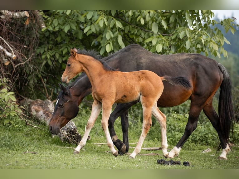 Deutsches Reitpony Hengst 1 Jahr 148 cm Hellbrauner in Manning