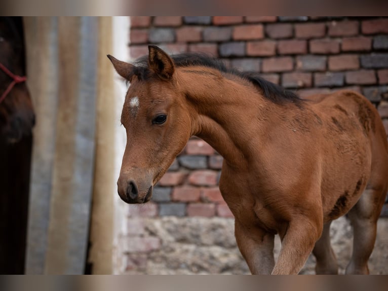 Deutsches Reitpony Hengst 1 Jahr 148 cm Hellbrauner in Manning