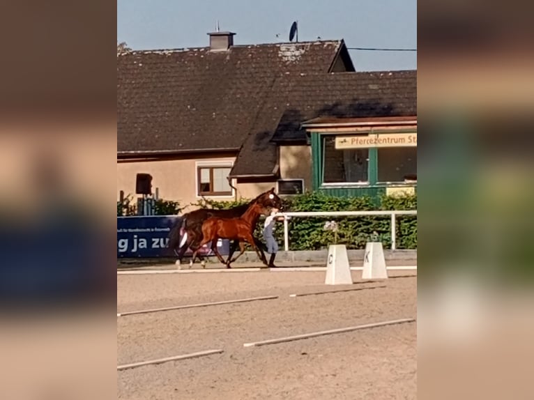 Deutsches Reitpony Hengst 1 Jahr 148 cm Hellbrauner in Manning
