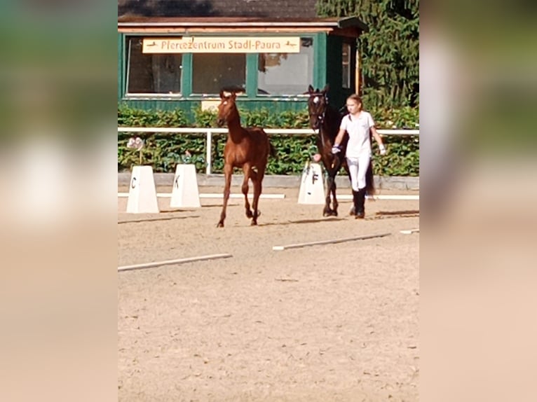 Deutsches Reitpony Hengst 1 Jahr 148 cm Hellbrauner in Manning