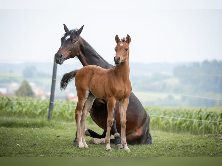 Deutsches Reitpony Hengst 1 Jahr 148 cm Hellbrauner in Manning