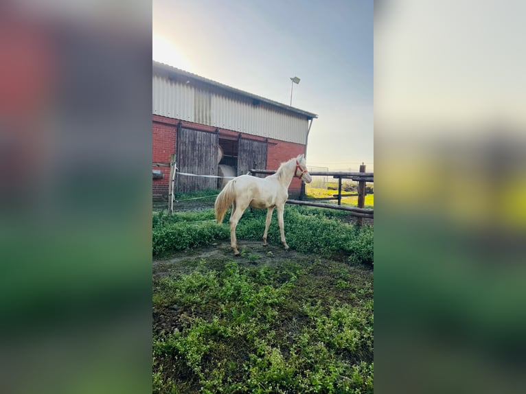 Deutsches Reitpony Hengst 1 Jahr 148 cm Palomino in Vienenburg