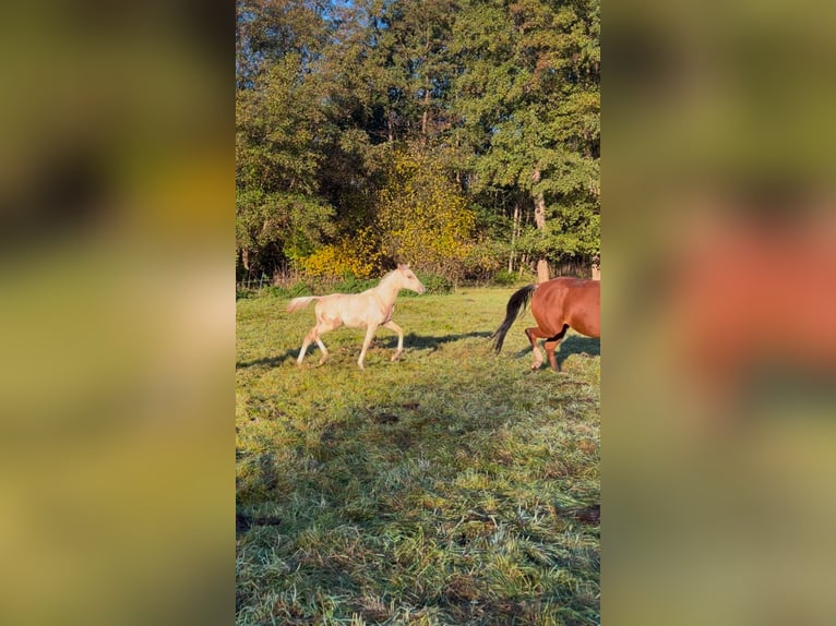 Deutsches Reitpony Hengst 1 Jahr 148 cm Palomino in Vienenburg